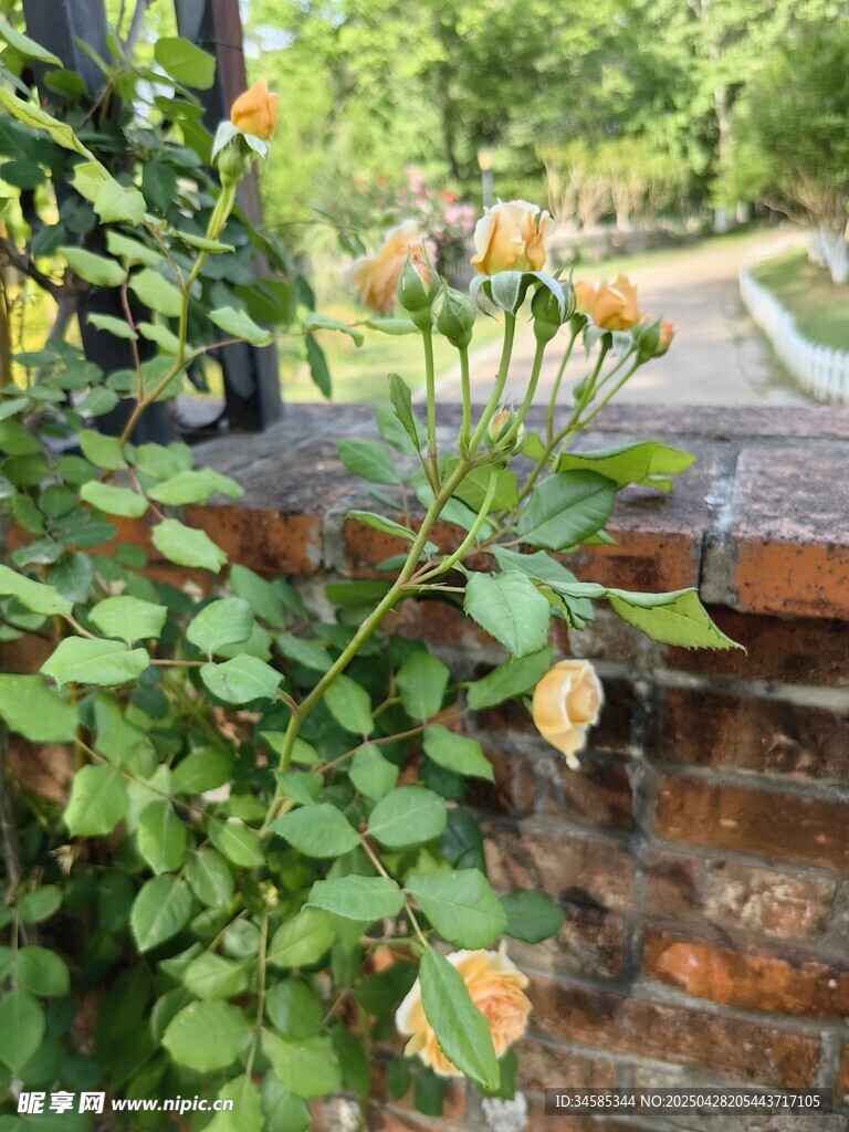 墻邊綻放的黃色月季花