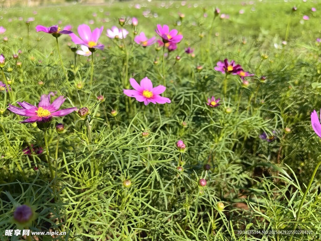 草地中的美麗波斯菊