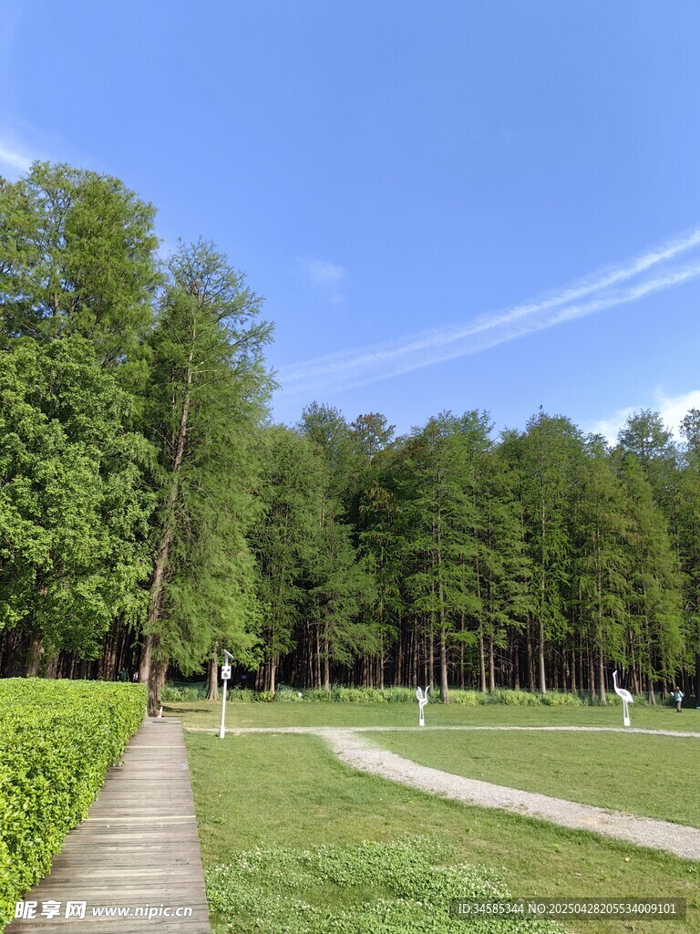 林間小徑的清新自然景致