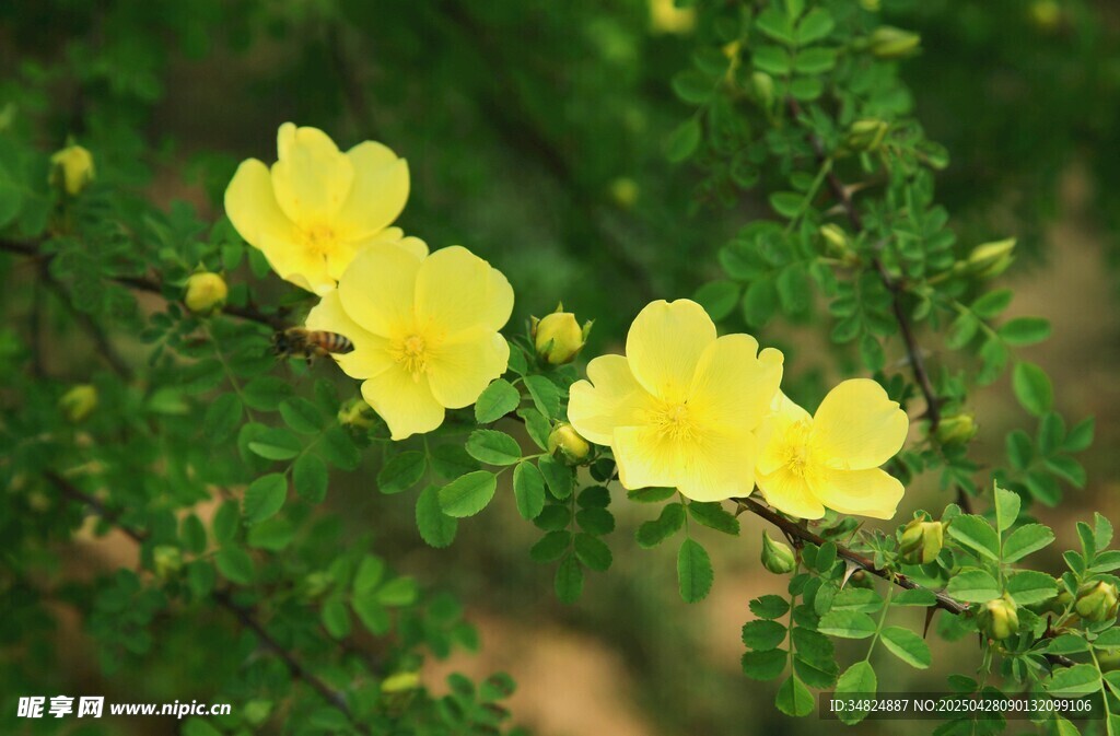 三朵綻放的黃色野薔薇