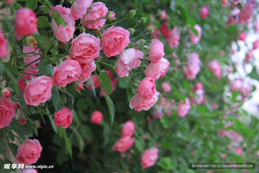 粉色薔薇花綻放美景