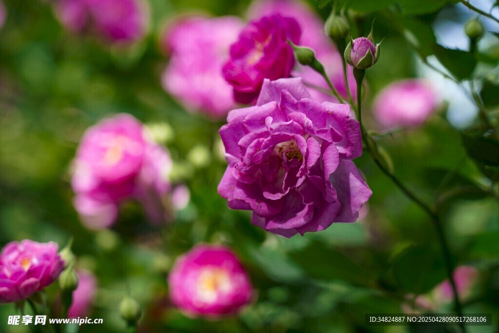 嬌艷綻放的美麗紫薔薇