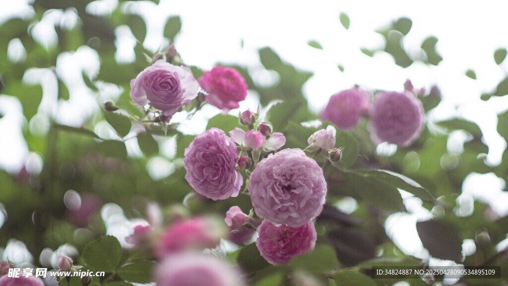 嬌艷粉月季花