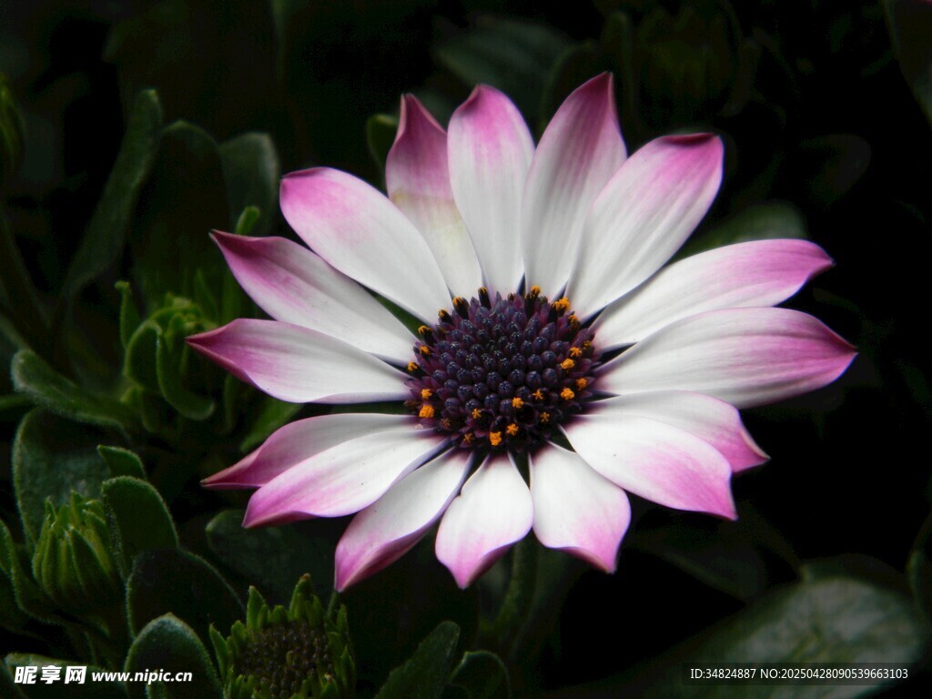 粉白勛章菊特寫