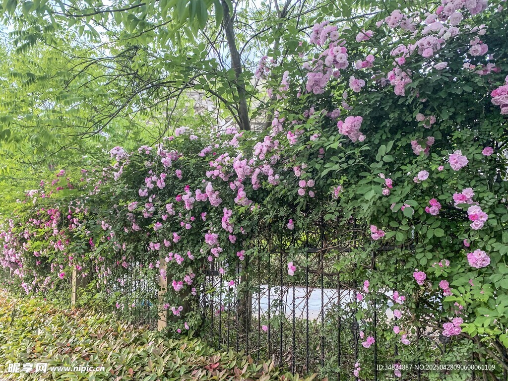 繁花滿藤的自然景致