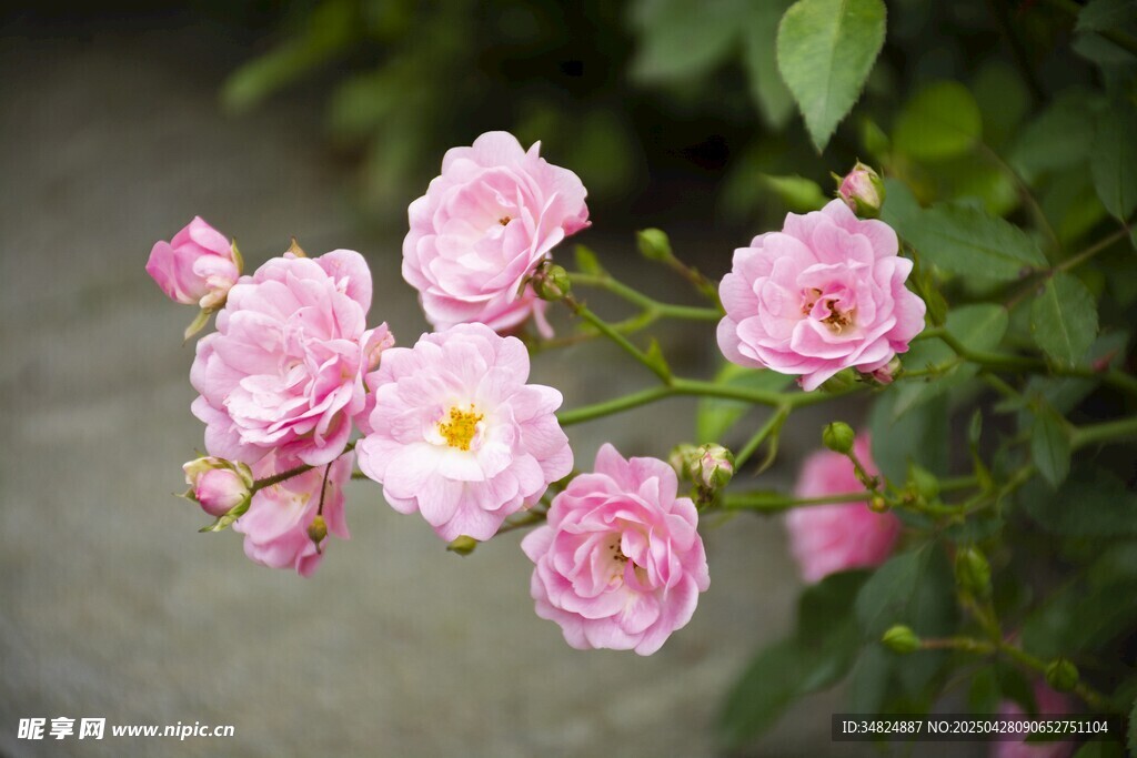 粉嫩薔薇綻放