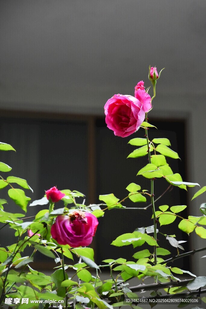 嬌艷綻放的兩朵紅薔薇
