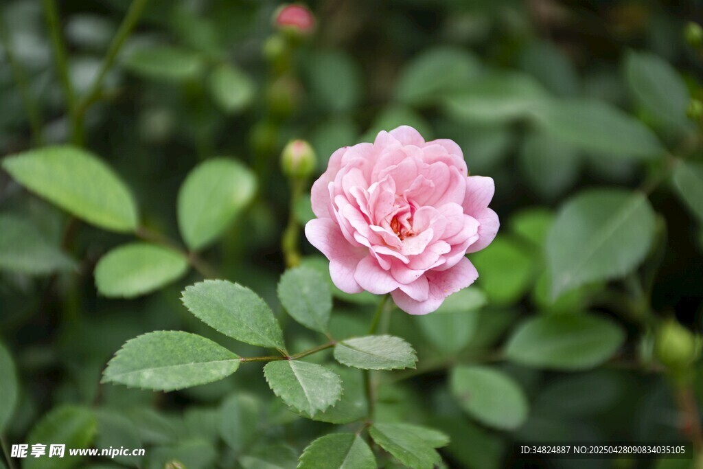 嬌艷粉色月季花綻放