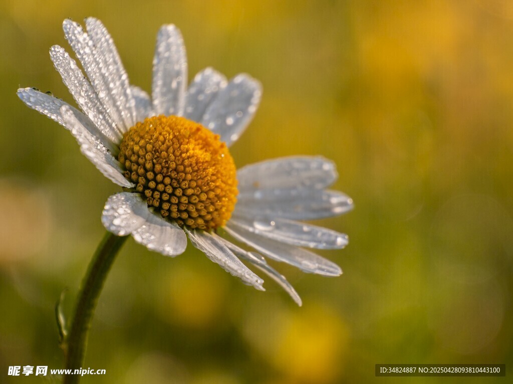 帶露珠的清新小雛菊