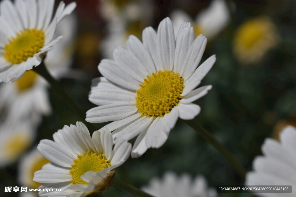 白色小雛菊