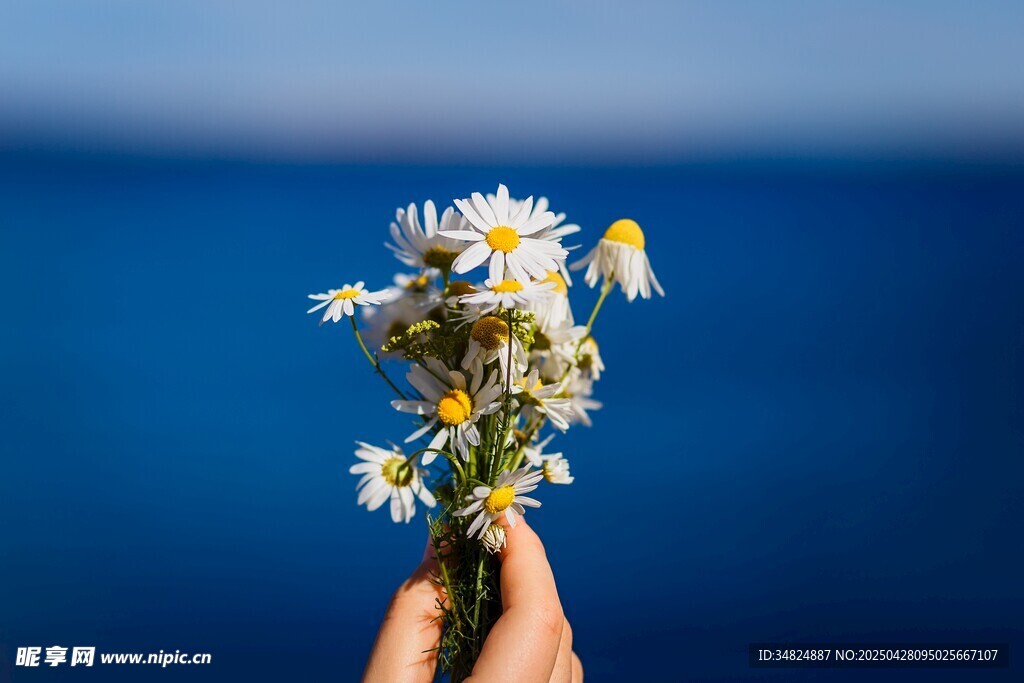 手捧雛菊面向蔚藍大海