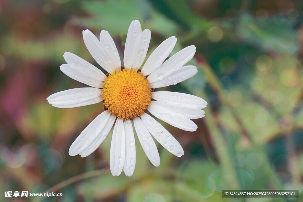 白色小雛菊