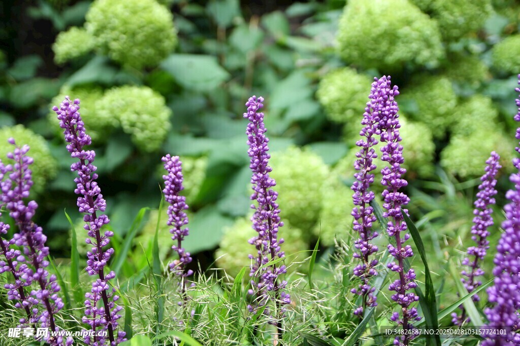 紫色花卉與綠植相映成趣