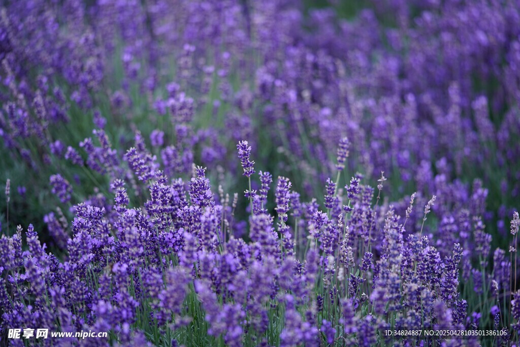 花田薰衣草美麗景致