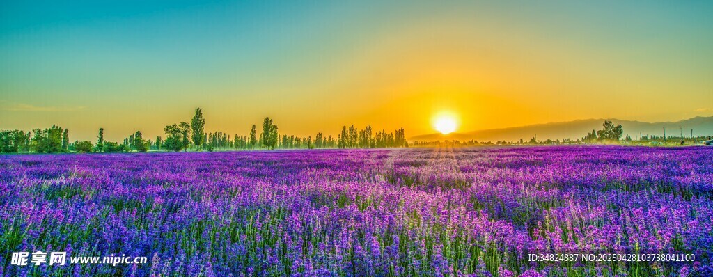 夕陽下的紫色薰衣草花田