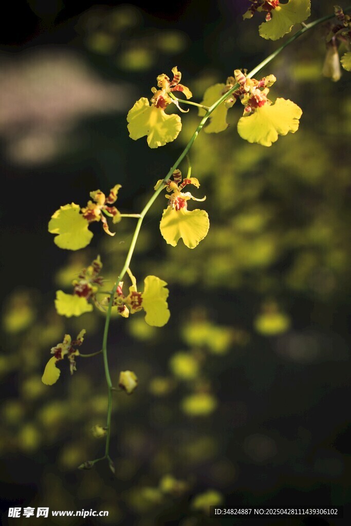 枝頭綻放的黃色小花