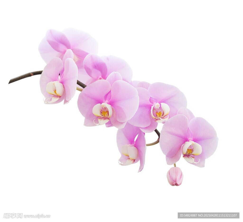 粉色蝴蝶蘭花朵特寫