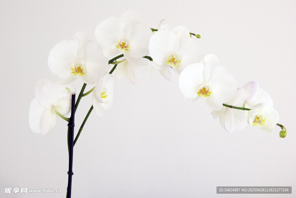 優(yōu)雅白色蘭花花枝