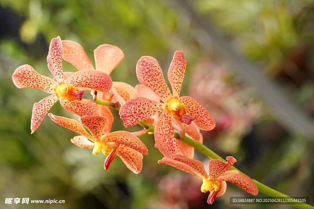 橙紅蘭花特寫(xiě)