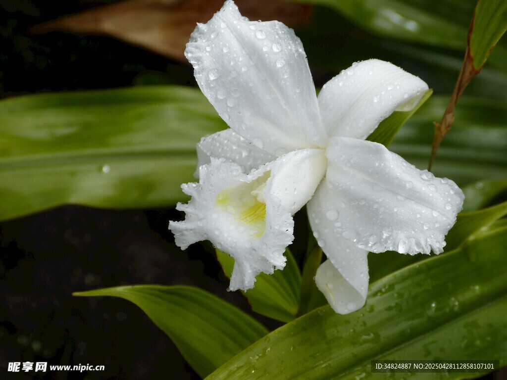 潔白帶露的美麗蘭花