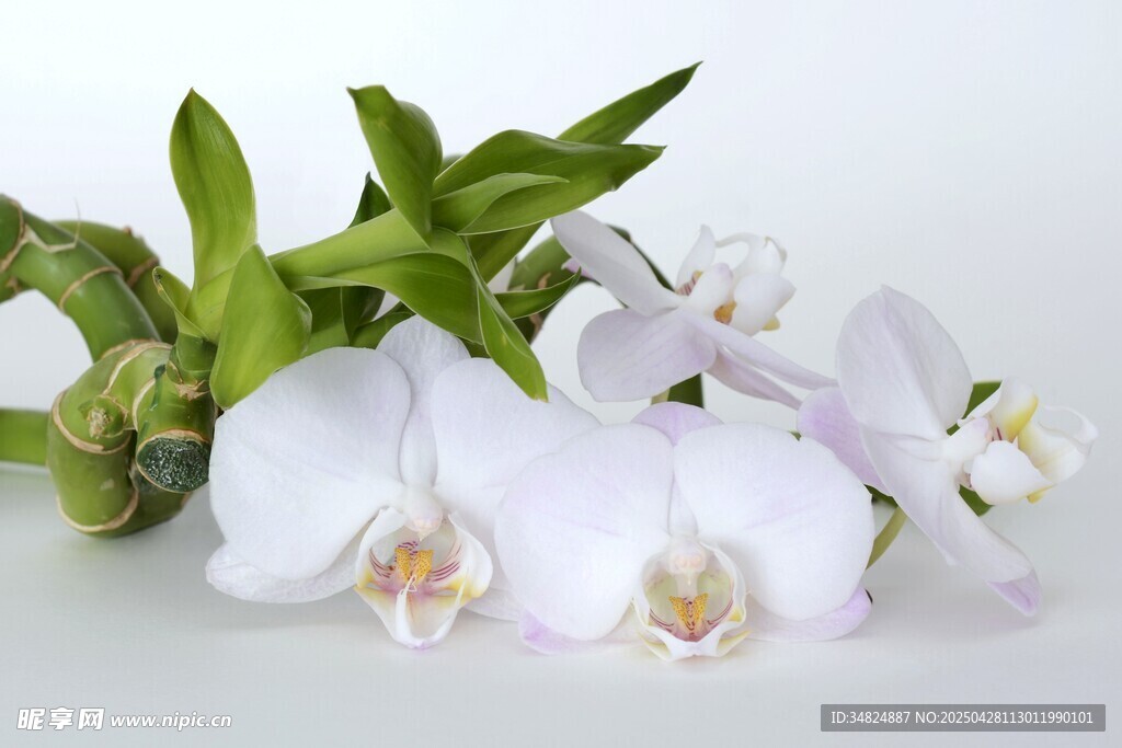 優雅白蘭花綻放綠葉間