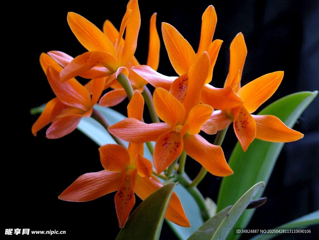 橙色蘭花綻放