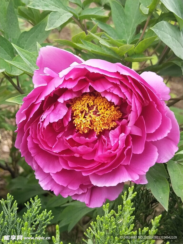 嬌艷盛開(kāi)的粉色牡丹花