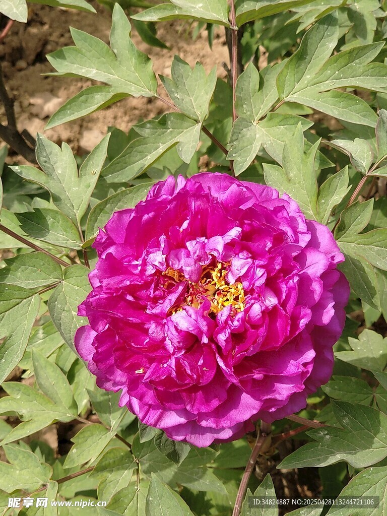 嬌艷盛開(kāi)的紫紅色牡丹花