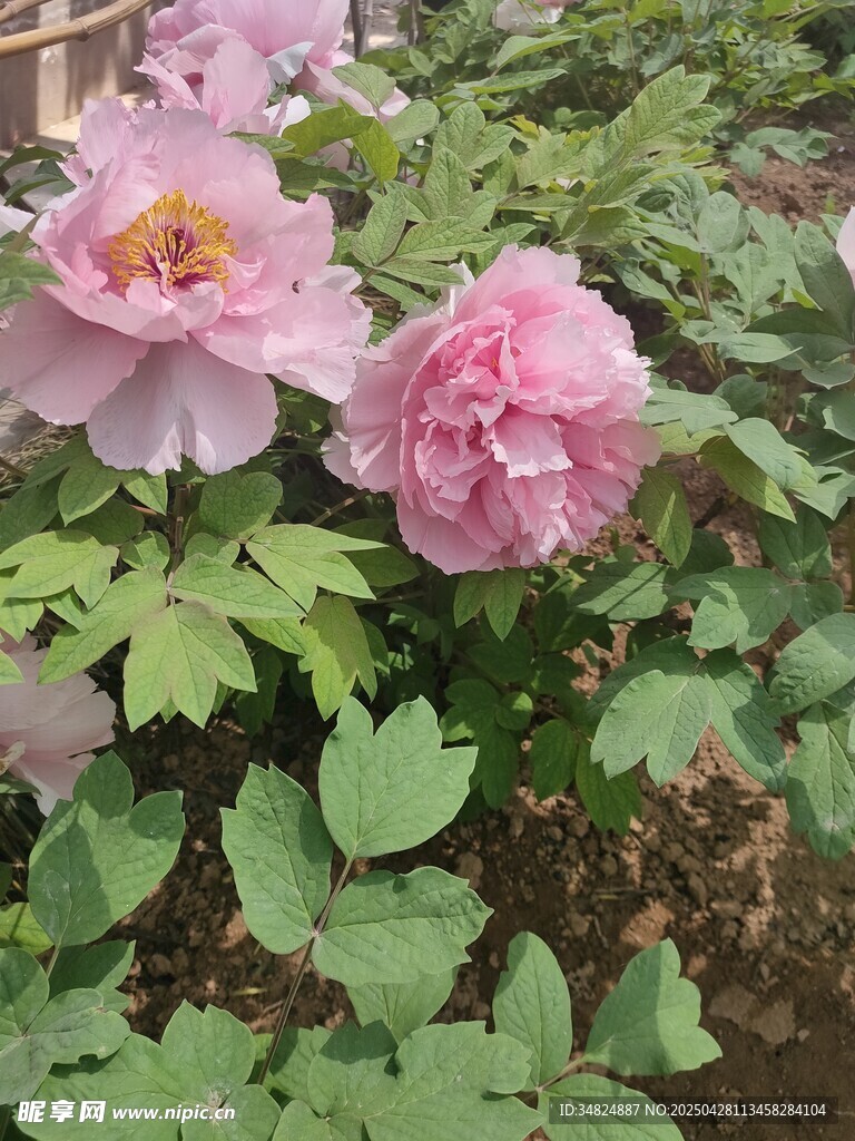嬌艷盛開的粉色牡丹花