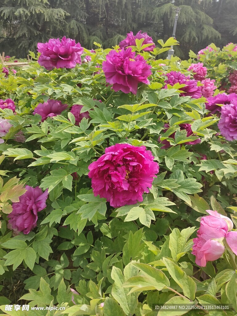 嬌艷盛開的紫紅色牡丹花