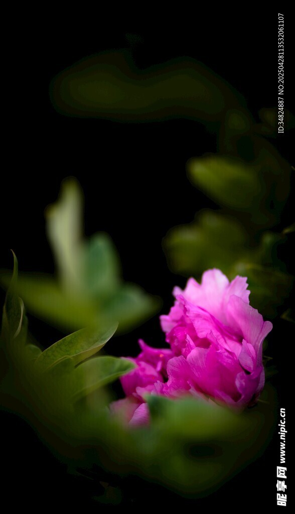 嬌艷粉色花朵綻放