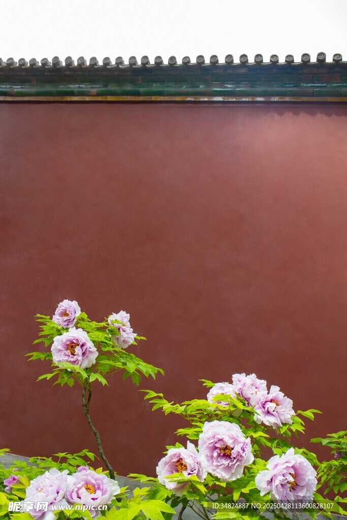 紅墻旁綻放的嬌艷牡丹花