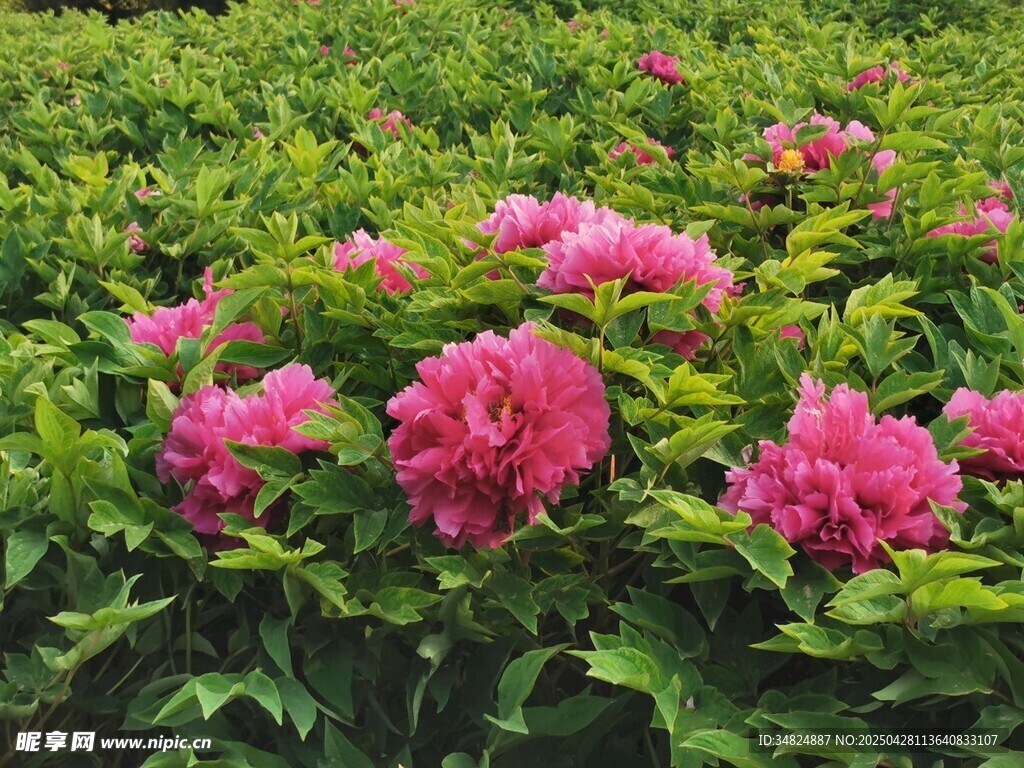粉色牡丹花海綻放