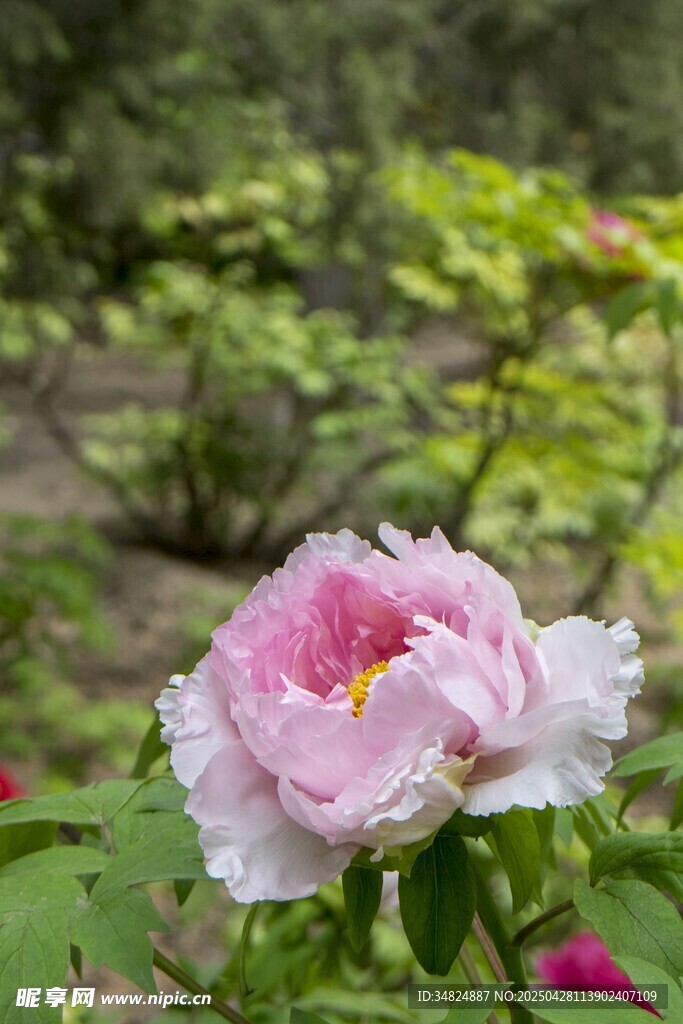 嬌艷盛開(kāi)的粉色牡丹花