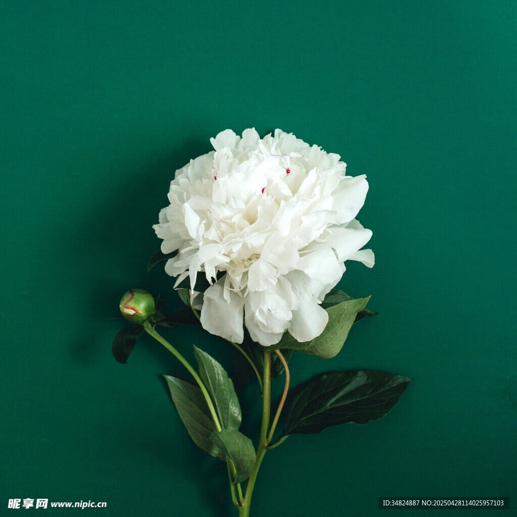 綠底白芍藥花特寫