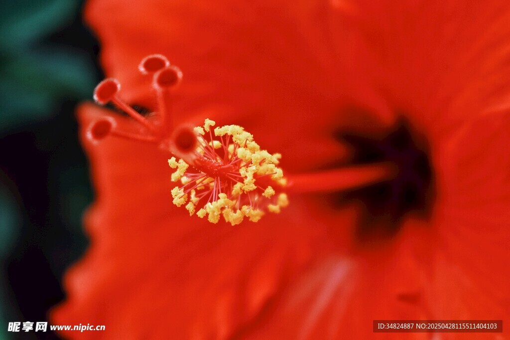 艷麗朱槿花蕊特寫