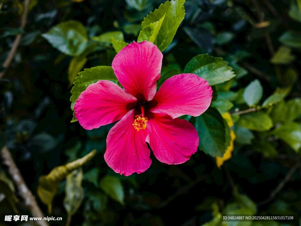 嬌艷粉色扶桑花綻放