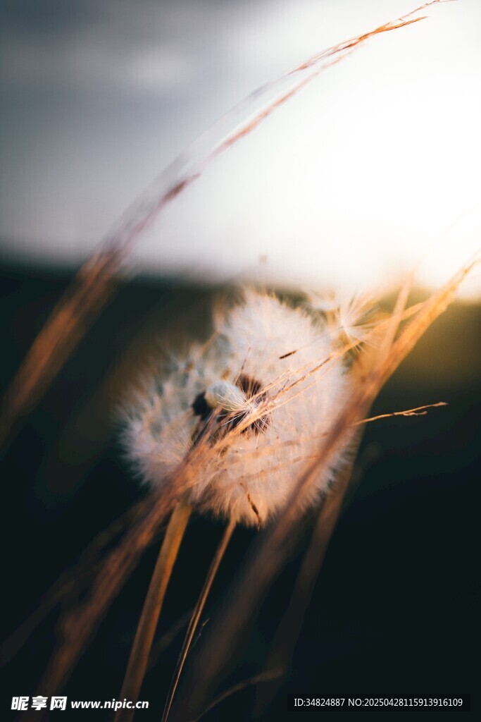 夕陽下的蒲公英