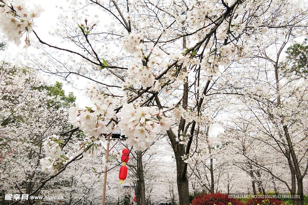 爛漫櫻花綻放美景