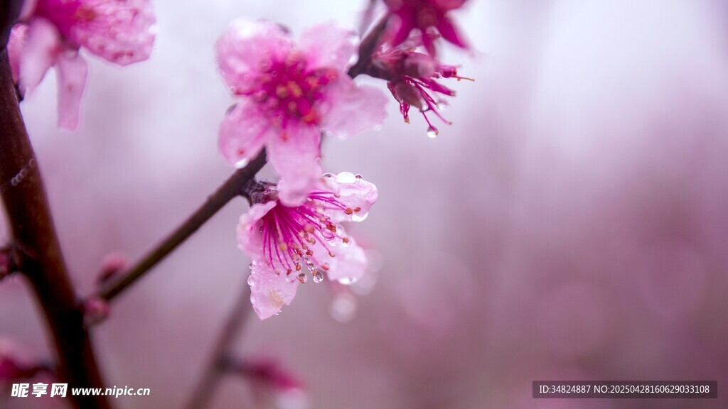 枝頭粉嫩桃花綻放