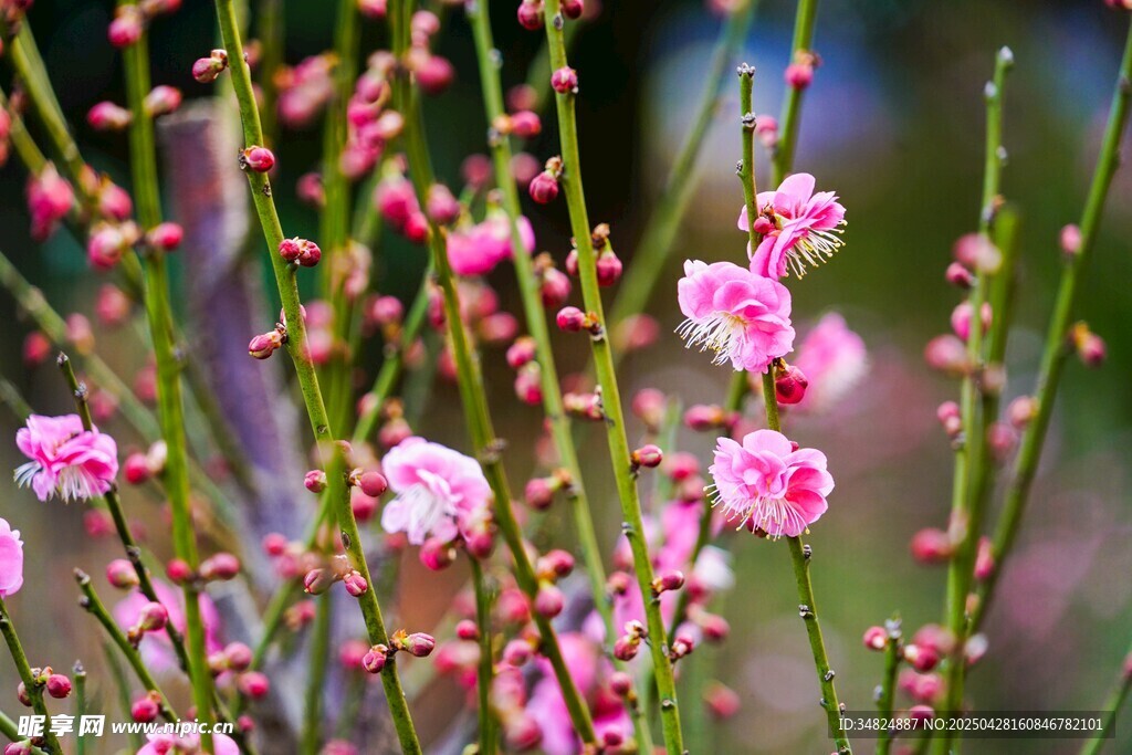 粉色桃花花枝