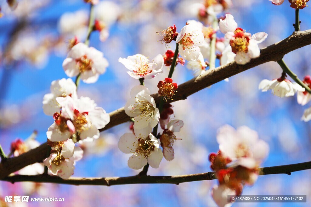 桃花綻放