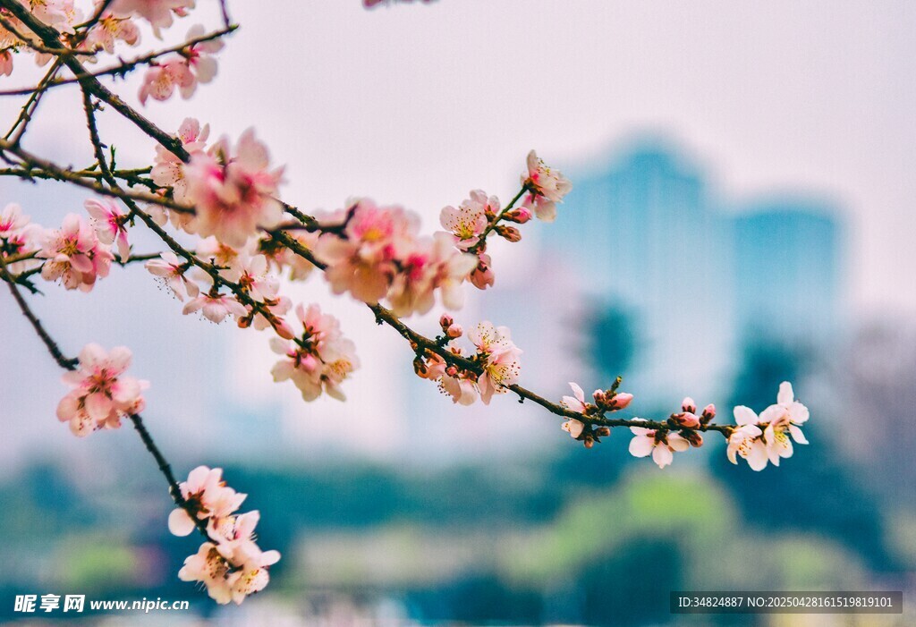 桃花綻放