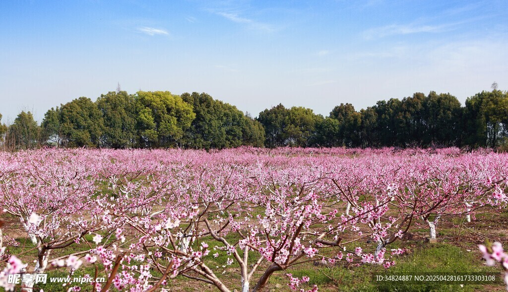 粉色桃花林美景