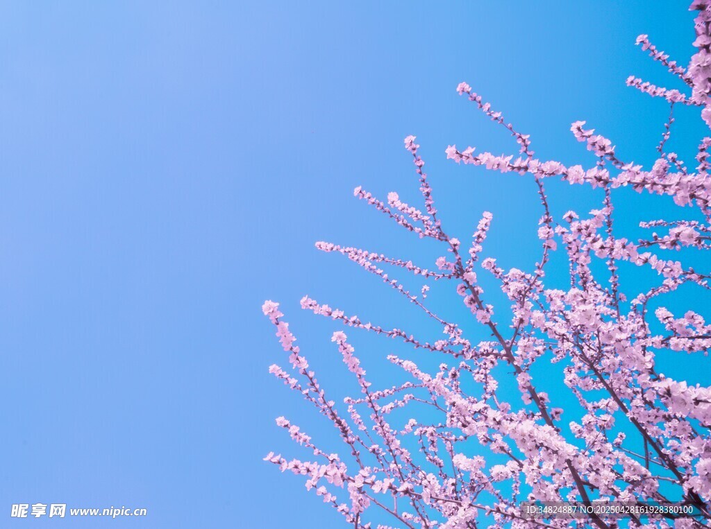 藍天映襯下的粉嫩櫻花枝