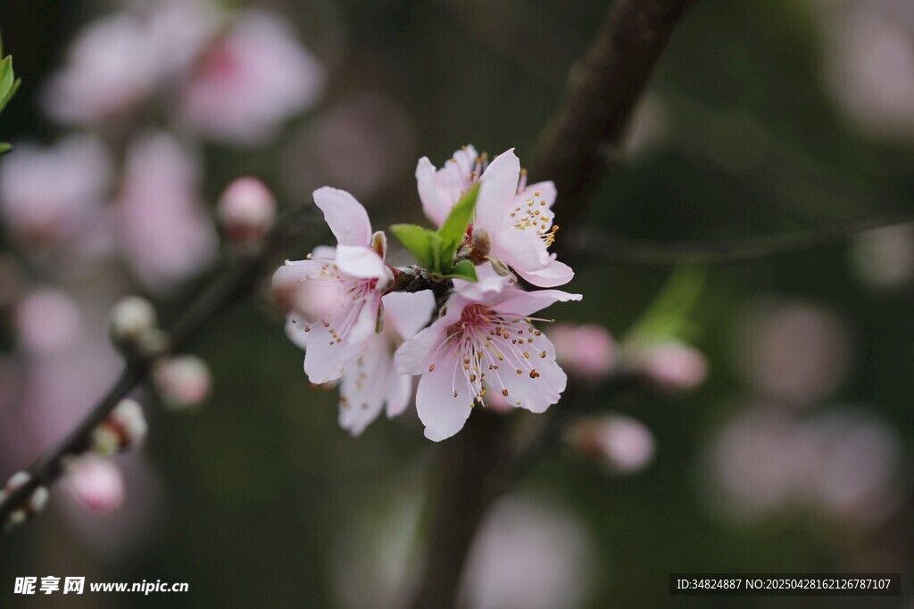 枝頭綻放的粉嫩桃花