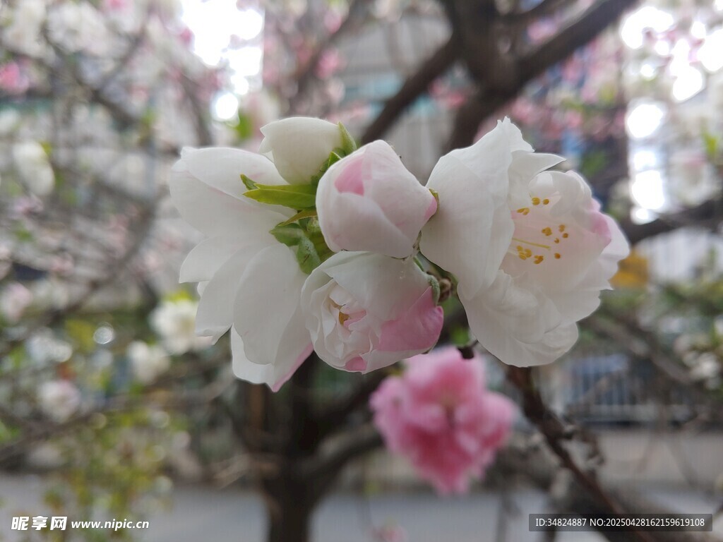 枝頭綻放白色桃花