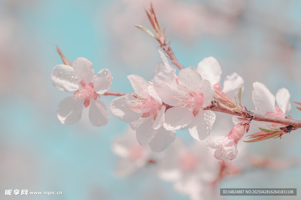枝頭粉嫩桃花綻放