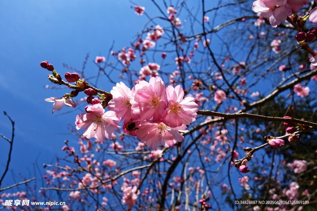 粉嫩桃花