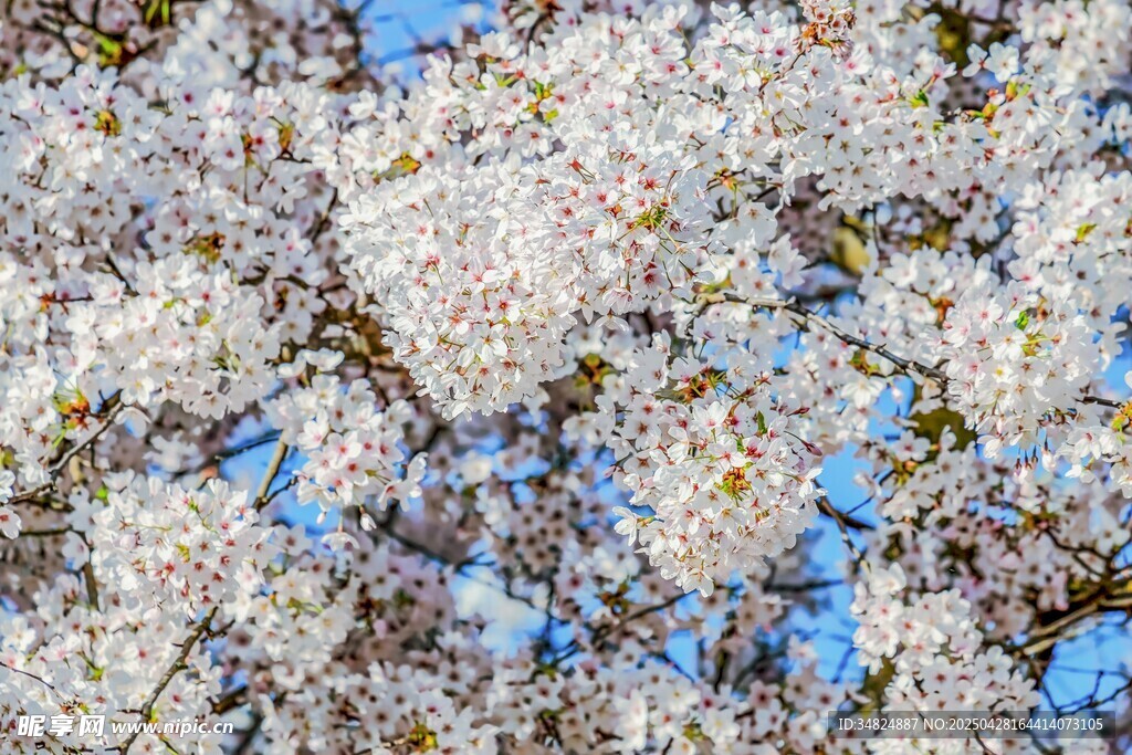 春日爛漫櫻花綻放枝頭